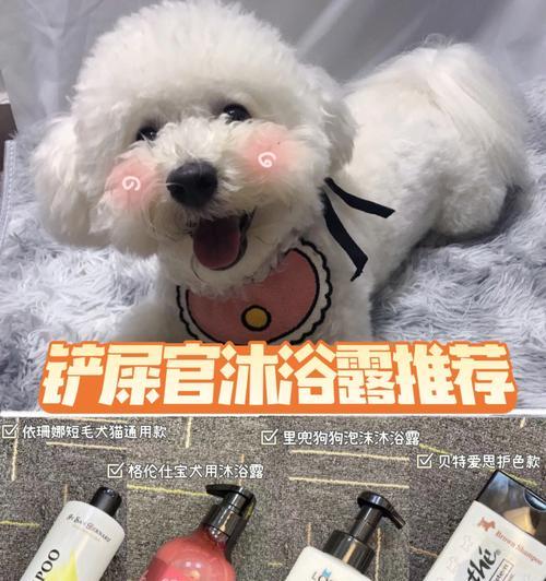 如何纠正灵缇犬的怪习惯（培养健康的宠物生活方式）