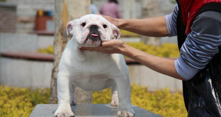 如何纠正狗狗对其他犬凶（以宠物为主，实现友好相处）