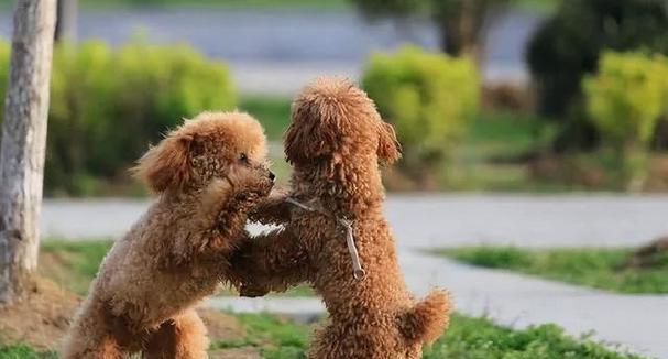 纠正贵宾犬不良习惯的终极指南