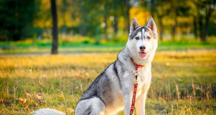 科学喂养哈士奇幼犬的必备指南（从宠物角度出发，让您的哈士奇成长更健康）