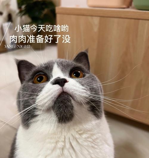 如何迅速赢得猫咪的喜爱？（掌握这些技巧，让你的猫咪爱上你！）