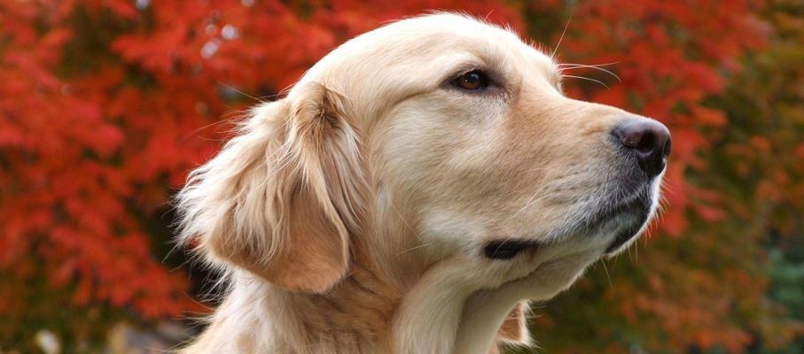 轻松训练金毛捡东西的方法（宠物犬的良好训练方法分享）