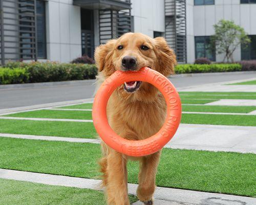 轻松训练金毛捡东西的方法（宠物犬的良好训练方法分享）