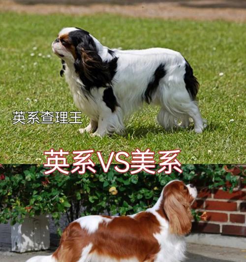 如何清理查理王犬的耳道（宠物护理指南-保持耳朵健康）