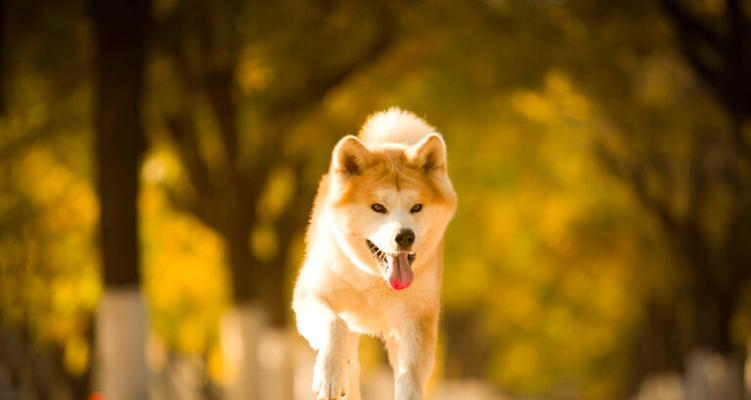 让秋田犬减肥的全方位指南