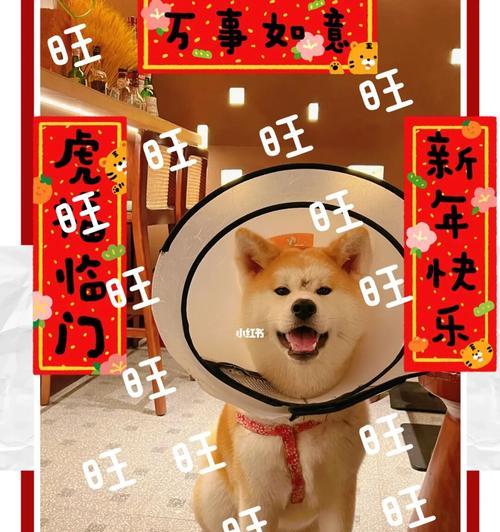 让秋田犬减肥的全方位指南