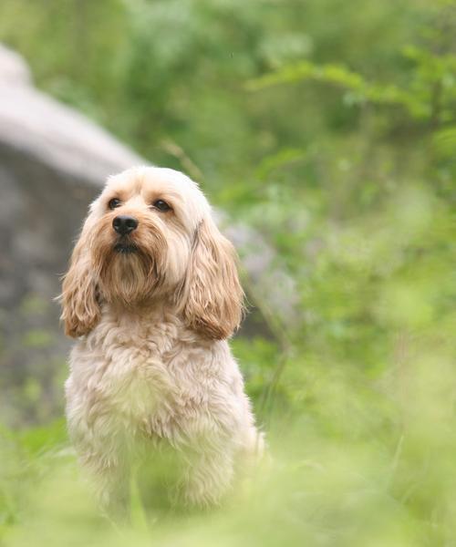 如何让可卡犬适应新环境（从宠物主人的角度出发，探索让可卡犬在新环境中适应的实用技巧）