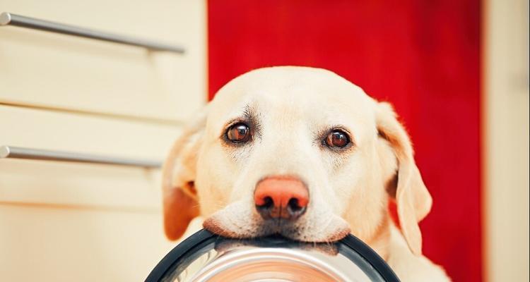 解决拉不拉犬挑食问题的方法（15个实用技巧帮你让拉不拉犬多吃点）