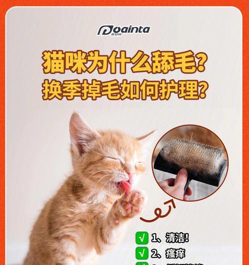 如何让你的猫咪毛发干净漂亮？（宠物护理专家教你妙招）