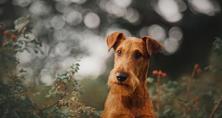 爱尔兰梗犬的饲养与喂养（宠物犬的健康成长与幸福生活）