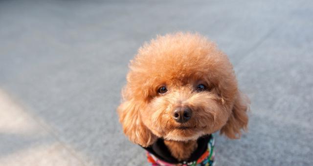 如何挑选一只健康泰迪犬（宠物爱好者必看，专家教你如何选购健康可爱的泰迪犬）