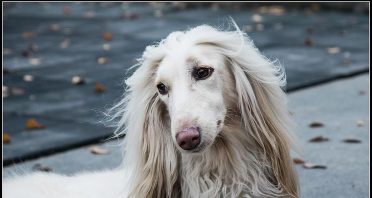 阿富汗猎犬饲养管理指南（以宠物为主的实用建议）