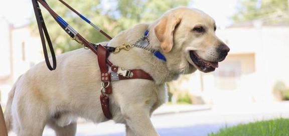 如何科学喂养拉布拉多犬（宠爱你的犬宠，从科学喂养开始）