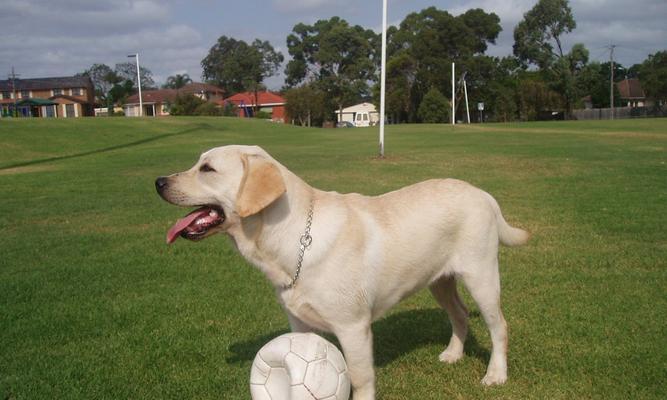 如何科学喂养拉布拉多犬（宠爱你的犬宠，从科学喂养开始）