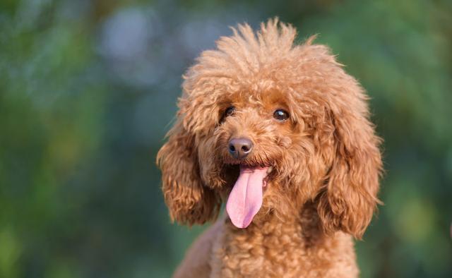 训练宠物犬挥之则去的秘诀（让你的犬只成为挥之不去的贴心伙伴）