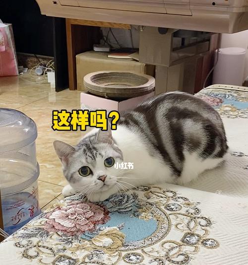 如何训练猫听懂常见命令（宠物猫如何学习基础命令？）