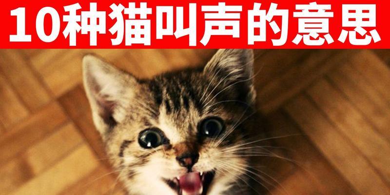 如何训练猫听懂常见命令（宠物猫如何学习基础命令？）