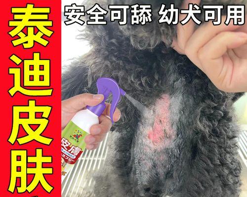 治疗泰迪犬皮肤病的综合方法（宠物护理指南，教您如何预防和治疗泰迪犬的皮肤病）