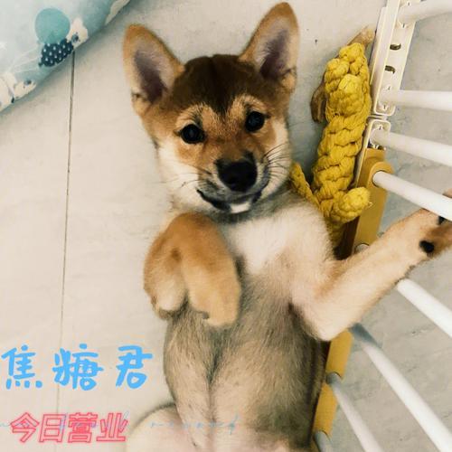 萨摩耶犬脱胎毛的时间和注意事项（宠物主人必读，让你的萨摩耶犬更健康）