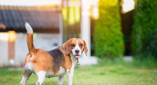 三招让比格犬安静的方法（如何让你的宠物比格犬变得安静）