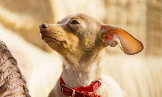 如何应对宠物沙皮犬身上的蜱虫？（解决宠物身上蜱虫问题的有效措施）