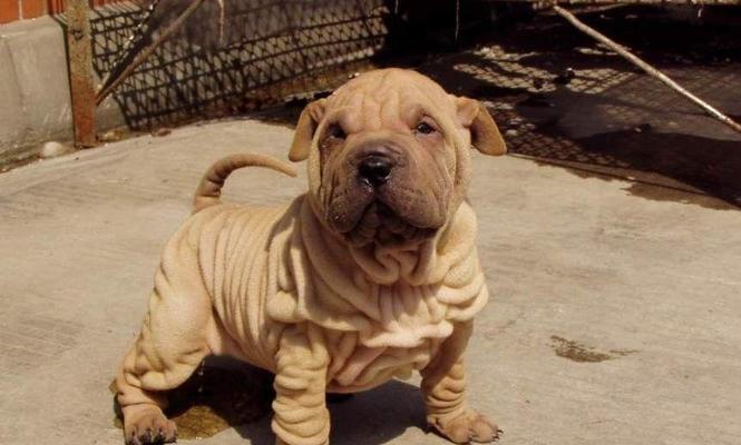 如何科学地为沙皮犬幼犬定制饮食？（以宠物为主，让沙皮犬幼犬吃得健康！）