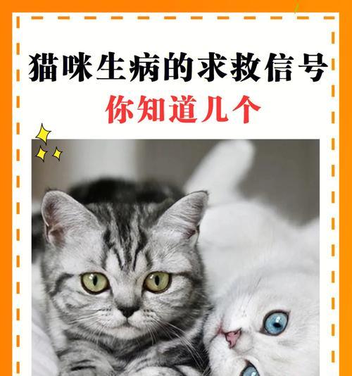 猫咪生病的常见表现（以宠物为主，如何识别猫咪生病）