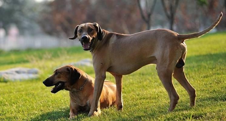 圣伯纳母犬妊娠管理（为宠物做好妊娠期间的护理）