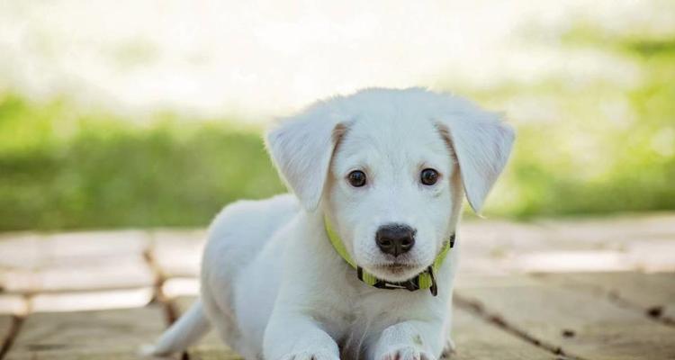 圣伯纳犬如何训练大小便（提高宠物生活质量的必修课）