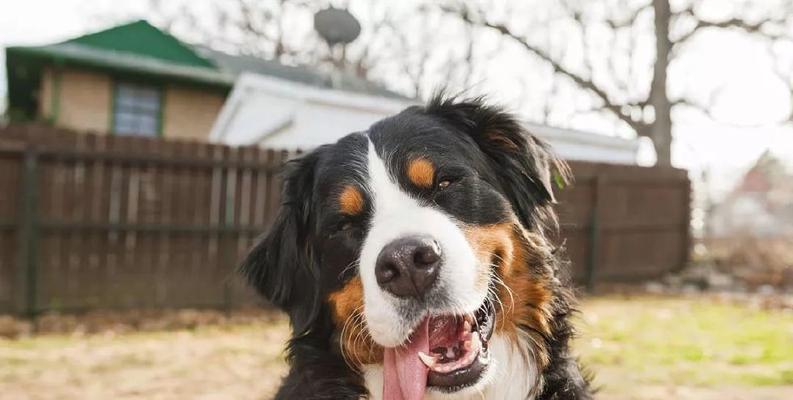 如何循序渐进地训练圣伯纳犬（从基础开始，逐步提高训练难度，培养优秀宠物）