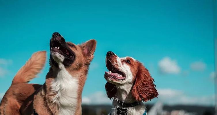 圣伯纳犬的最大恐惧（探究圣伯纳犬内心最深处的恐惧，教你如何帮助它克服）