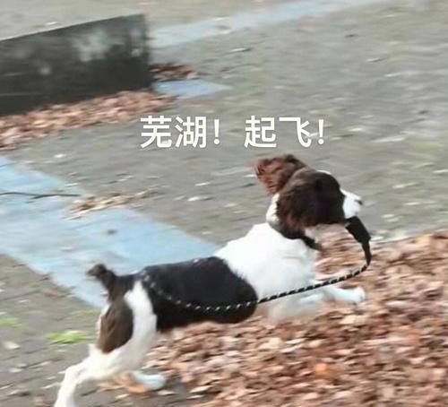 深度解析以史宾格犬咬人的原因（探讨以宠物为主的犬咬人事件，分析以史宾格咬人的多重原因）