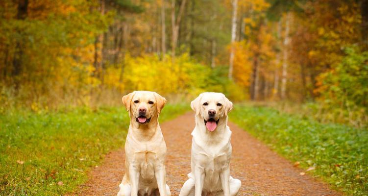 如何为拉布拉多幼犬选择合适的食物（营养需求、食品种类和品牌推荐）