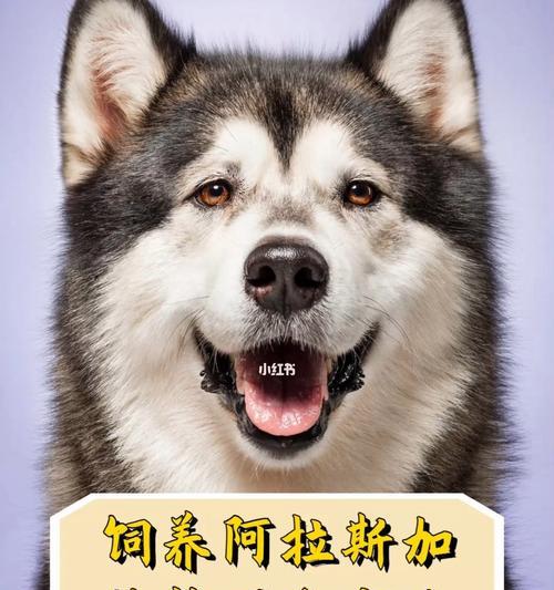 如何养好你的阿拉斯加犬（重要的事项、饲料选择、训练技巧、卫生保健、宠物交流）