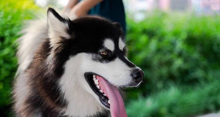 如何养好你的阿拉斯加犬（重要的事项、饲料选择、训练技巧、卫生保健、宠物交流）