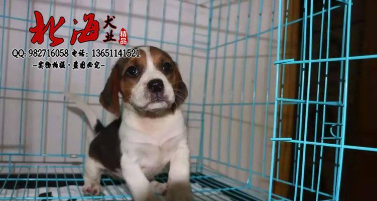 饲养比格犬（以宠物为主，让你的比格犬健康成长）