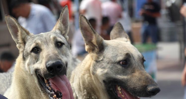 饲养狼青犬需注意的要点（宠物养护指南，打造健康快乐的狼青犬）