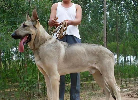 饲养狼青犬需注意的要点（宠物养护指南，打造健康快乐的狼青犬）