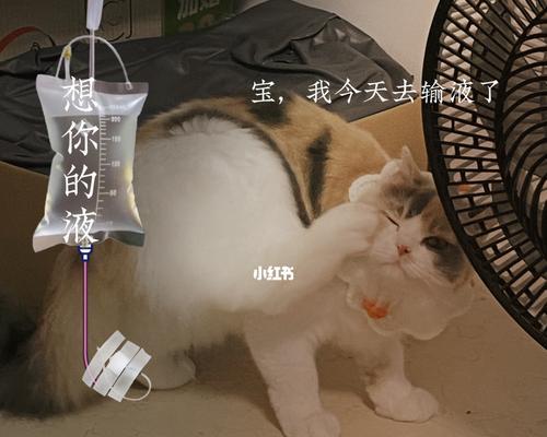 宠物疗愈（如何通过与猫咪的互动缓解抑郁症？）