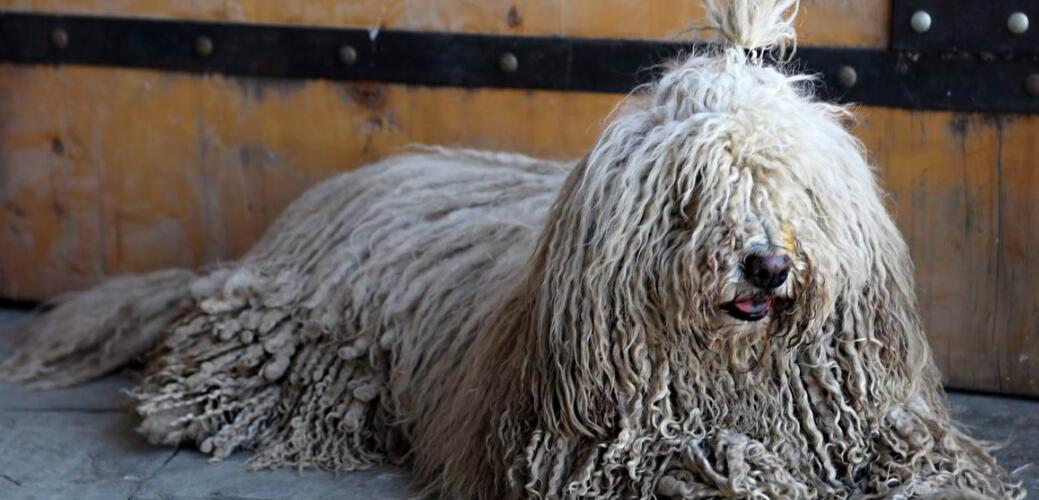 如何选择适合可蒙犬的顶级狗粮？（以宠物为主，了解可蒙犬的营养需求，从而选择适合的顶级狗粮。）