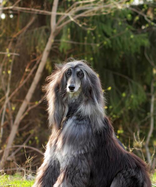 揭秘饲养阿富汗猎犬的三大误区（以宠物为主，让阿富汗猎犬成为家庭伙伴）