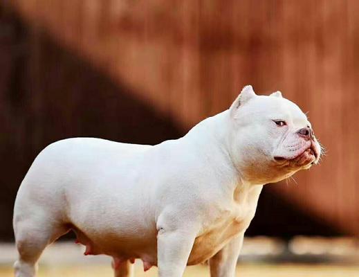 如何饲养恶霸犬——注意事项（提前准备和日常管理是关键）