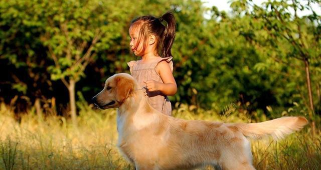 如何正确饲养金毛寻回幼犬（关注金毛幼犬成长的注意事项）