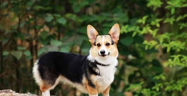 柯基犬家庭必备小药箱，（为爱犬安全护航，15种必备药品推荐）