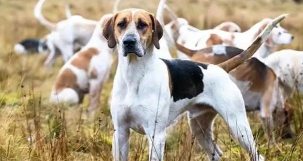 饲养猎狐犬幼犬的安全指南（如何保障幼犬的健康与安全？）