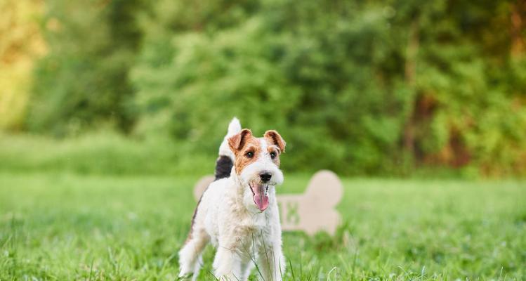 饲养猎狐犬幼犬的安全指南（如何保障幼犬的健康与安全？）