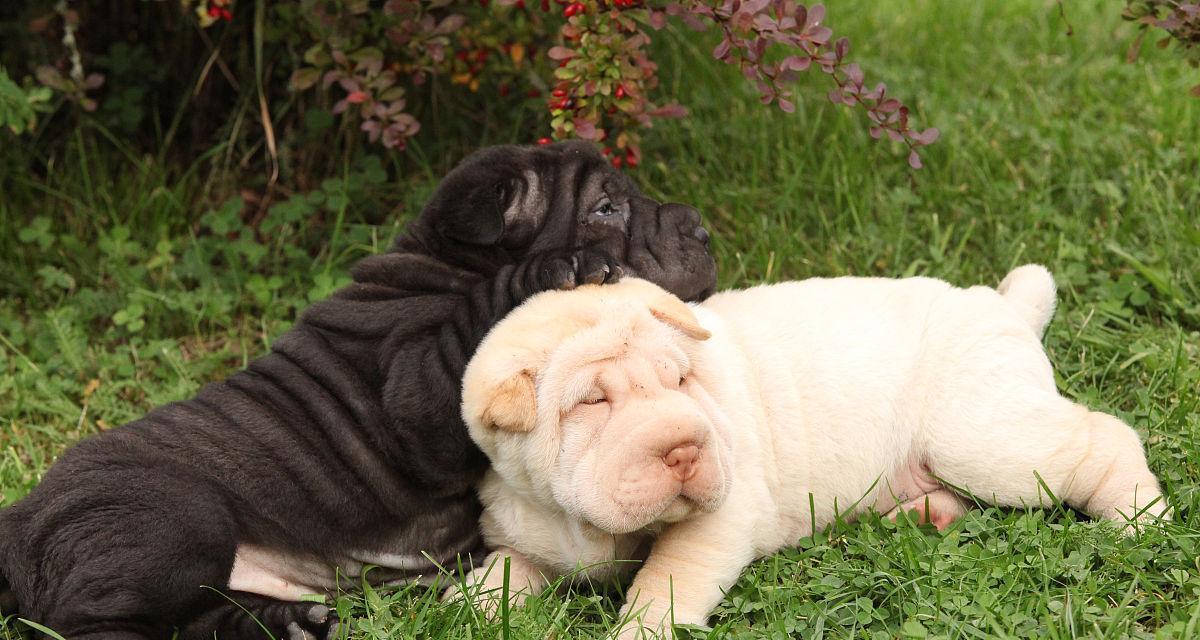 如何饲养健康快乐的沙皮幼犬（以爱宠为中心，关注细节，享受陪伴）