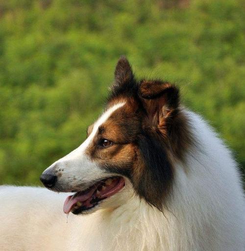 苏格兰牧羊犬的食欲问题（宠物主人必读的护理指南）