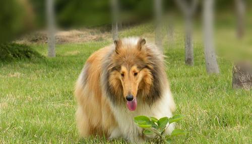 从多大开始训练苏格兰牧羊犬？（宠物训练的关键与技巧）