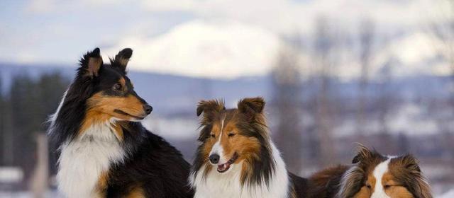 如何正确护理苏格兰牧羊犬的耳朵（宠物爱好者必知，避免常见耳部疾病）